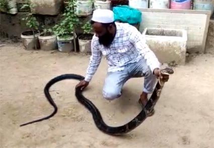 KINg Cobra ಸಕಲೆಶಪುರದಲ್ಲಿ ಕಾಳಿಂಗಸರ್ಪವನ್ನು ರಕ್ಷಣೆ ಮಾಡಿದ ಉರಗ ಪ್ರೇಮಿ ಮೊಹಮ್ನದ್ ದಸ್ತಗಿರ್