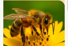 ಹಾಸನ: ಹಾಸನದಲ್ಲಿ ವಿಸ್ಮಯ ಕೀಟ ಹಾಗೂ ಪಕ್ಷಿ ಛಾಯಾಚಿತ್ರ ಪ್ರದರ್ಶನ