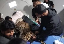 ಶಿವಮೊಗ್ಗ : ತಾವರೆಕೊಪ್ಪದ ಚಿರತೆ ‘ಭದ್ರಾ’ಗೆ ಮಧ್ಯರಾತ್ರಿ ಎಂಆರ್ಐ ಸ್ಕ್ಯಾನಿಂಗ್