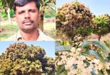 ಚನ್ನರಾಯಪಟ್ಟಣ : ಚನ್ನರಾಯಪಟ್ಟಣದಲ್ಲಿ ಮಾವು ಬೆಳೆಗೆ ಉತ್ತಮ ಫಸಲು ನಿರೀಕ್ಷೆ: ರೈತರಲ್ಲಿ ಸಂತಸ