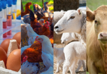 *Bengaluru: ಬೆಂಗಳೂರು:2026 ರ ಸಿಎಂ ಸಿದ್ದರಾಮಯ್ಯ ಮಂಡಿಸಿದ ಬಜೆಟ್ ನ ಮುಖ್ಯಾಂಶಗಳು – ಪಶು ಸಂಗೋಪನೆ ಕ್ಷೇತ್ರಕ್ಕೆ ಸಿದ್ದರಾಮಯ್ಯ ಕೊಡುಗೆಯೇನು?*