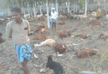 Javagal:ಜಾವಗಲ್ :ವಿಷಕಾರಿ ಮೇವು ತಿಂದು 70ಕ್ಕೂ ಹೆಚ್ಚು ಕುರಿ ಸಾವು; ಕುರಿಗಾಹಿಗಳಲ್ಲಿ ಆತಂಕ