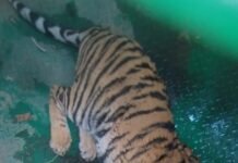 Chamarajanagar:ಚಾಮರಾಜನಗರ:🐅ಬಂಡೀಪುರ ಹುಲಿ ಸೆರೆ ಕಾರ್ಯಾಚರಣೆಯಲ್ಲಿ ಅರಣ್ಯ ಸಿಬ್ಬಂದಿ ಮೇಲೆ ದಾಳಿ – ಪ್ರಾಣಾಪಾಯದಿಂದ ಇಬ್ಬರು ಜಸ್ಟ್ ಮಿಸ್ ಬಂಡೀಪುರ ಹುಲಿ