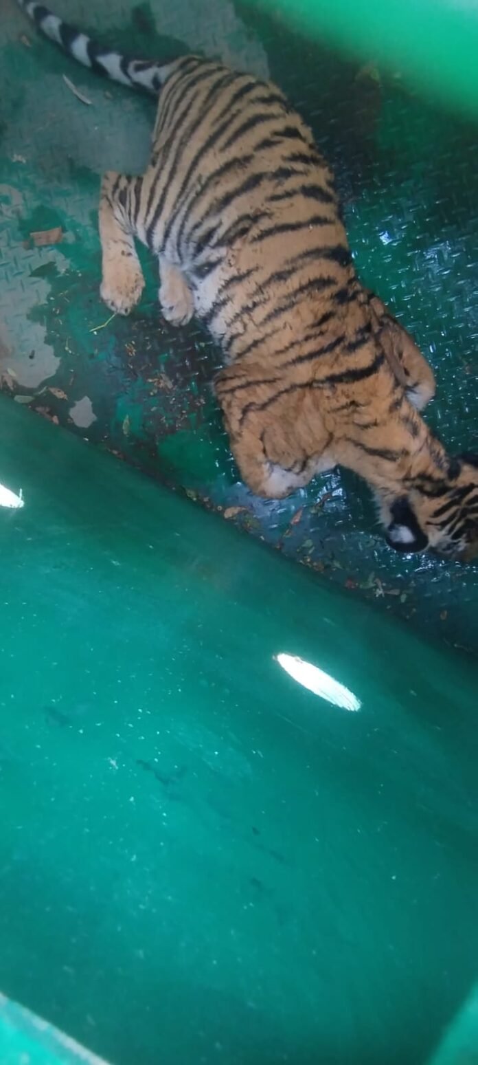 ಬಂಡೀಪುರ ಹುಲಿ