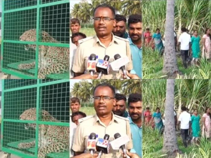 ಮಂಡ್ಯದಲ್ಲಿ ಬೋನಿಗೆ ಬಿದ್ದ ಚಿರತೆ