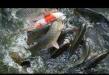 Bengaluru:ಬೆಂಗಳೂರು: 2026 ರ ಸಿಎಂ ಸಿದ್ದರಾಮಯ್ಯ ಮಂಡಿಸಿದ ಬಜೆಟ್ ನ ಮುಖ್ಯಾಂಶಗಳು – ಮೀನುಗಾರಿಕೆ ಕ್ಷೇತ್ರಕ್ಕೆ ಸಿದ್ದು ಕೊಟ್ಟಿದ್ದೇನು?