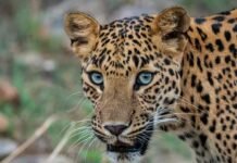 ಚಾಮರಾಜನಗರ:ಮಲೆಮಹದೇಶ್ವರ ಬೆಟ್ಟದಲ್ಲಿ ಚಿರತೆ ಪ್ರತ್ಯಕ್ಷ: ಭಕ್ತರಲ್ಲಿ ಆತಂಕ Male Mahadeshwara Betta leopard spotted on road Chamarajanagar Hanur wildlife