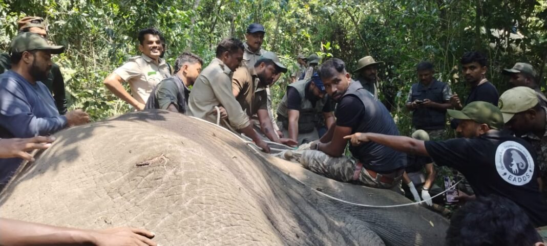 ಒಂಟಿಕೋರೆ ಕಾಡಾನೆ ಸೆರೆ ಕಾರ್ಯಾಚರಣೆ ವೇಳೆ ಕುಮ್ಕಿ ಆನೆಗಳೊಂದಿಗೆ ಅರಣ್ಯ ಇಲಾಖೆ ತಂಡ