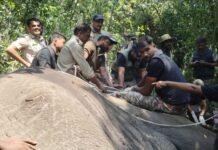 Hassan:ಹಾಸನ:ಹಾಸನದಲ್ಲಿ “ಆಪರೇಷನ್ ನರಹಂತಕ” ಯಶಸ್ವಿ: ಒಂಟಿಕೋರೆ ಕಾಡಾನೆ ಸೆರೆ, ಬೇಲೂರು ಜನರಿಗೆ ನಿಟ್ಟುಸಿರು ಒಂಟಿಕೋರೆ ಕಾಡಾನೆ ಸೆರೆ ಕಾರ್ಯಾಚರಣೆ ವೇಳೆ ಕುಮ್ಕಿ ಆನೆಗಳೊಂದಿಗೆ ಅರಣ್ಯ ಇಲಾಖೆ ತಂಡ