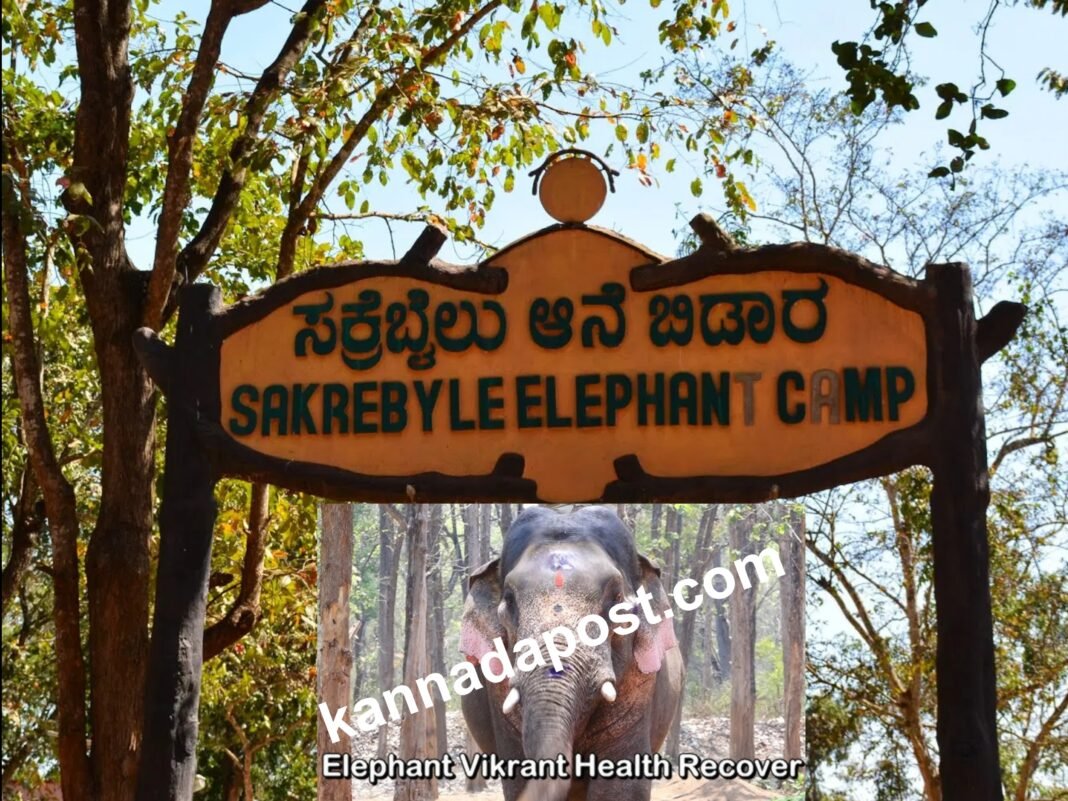 collage (3) ಶಿವಮೊಗ್ಗದ ಸಕ್ರೆಬೈಲು ಆನೆ ಬಿಡಾರದಲ್ಲಿ ಅನಾರೋಗ್ಯದಿಂದ ಬಳಲುತ್ತಿರುವ ವಿಕ್ರಾಂತ್ ಆನೆ