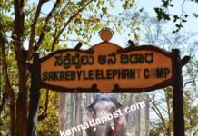ಶಿವಮೊಗ್ಗ ಸಕ್ರೆಬೈಲು ಆನೆ ಬಿಡಾರದಲ್ಲಿ ವಿಕ್ರಾಂತ್ ಆನೆಯ ಸ್ಥಿತಿ ಗಂಭೀರ: ಸರಿಯಾದ ಚಿಕಿತ್ಸೆ ಸಿಗುತ್ತಿಲ್ಲ ಎಂದು ಪರಿಸರವಾದಿಗಳ ಆಕ್ರೋಶ ಶಿವಮೊಗ್ಗದ ಸಕ್ರೆಬೈಲು ಆನೆ ಬಿಡಾರದಲ್ಲಿ ಅನಾರೋಗ್ಯದಿಂದ ಬಳಲುತ್ತಿರುವ ವಿಕ್ರಾಂತ್ ಆನೆ