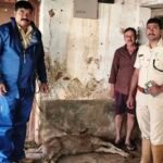 ಹಾಸನ: ಸಕಲೇಶಪುರದಲ್ಲಿ ಕಾಡಾನೆ ದಾಳಿಗೆ ಕರು ಬಲಿ, ಹಸುವಿಗೆ ಗಂಭೀರ ಗಾಯ | Hassan Elephant Attack