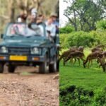 🐅 ಬಂಡೀಪುರ–ನಾಗರಹೊಳೆ ಸಫಾರಿ ದರ ಭಾರೀ ಏರಿಕೆ: ಪ್ರವಾಸಿಗರಿಗೆ ಜೇಬಿಗೆ ಕತ್ತರಿ!