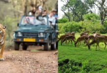 🐅 ಬಂಡೀಪುರ–ನಾಗರಹೊಳೆ ಸಫಾರಿ ದರ ಭಾರೀ ಏರಿಕೆ: ಪ್ರವಾಸಿಗರಿಗೆ ಜೇಬಿಗೆ ಕತ್ತರಿ!